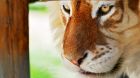 Harimau Malaysia: A Tribute Harimau Malaysia: A Tribute