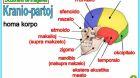 Esperanto, Developing Better Scientists Esperanto, Developing Better Scientists