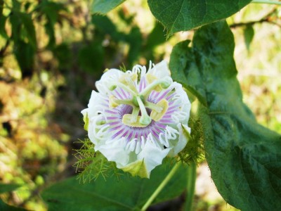 nature peat swamp forest flower