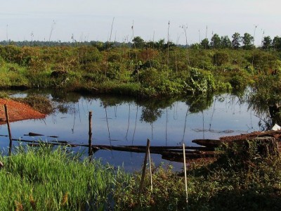 peat swamp forest tree planting rehab
