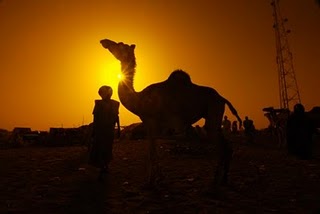 camel hatim