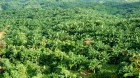 IOI Displacing People to Plant Oil Palm IOI Displacing People to Plant Oil Palm