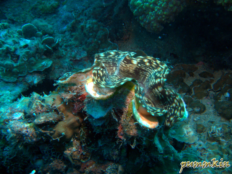 giant clam 2
