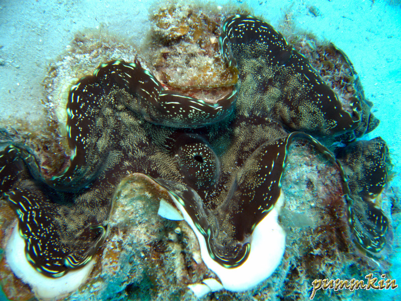 giant clam 4