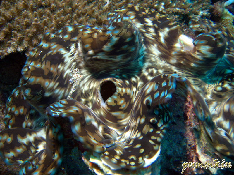 giant clam 6 