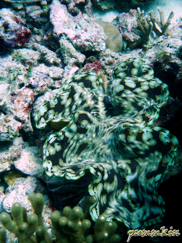 giant clam 5