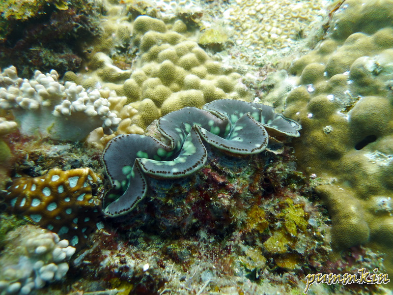 giant clam 3