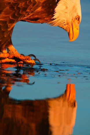 Narcissistic Eagle Reflection