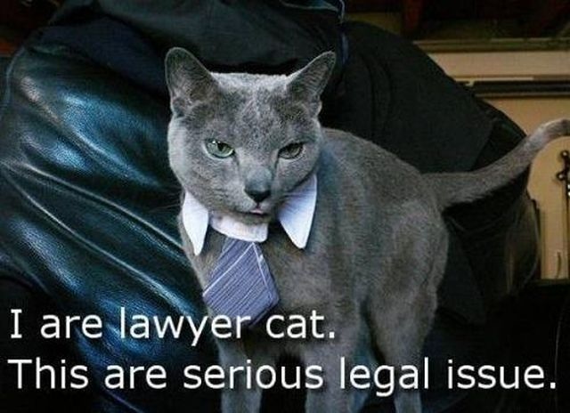 Lawyer Cat