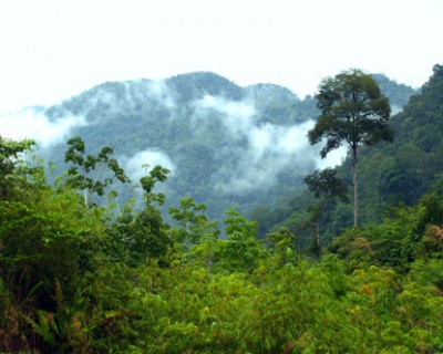 A Borneo Rainforest