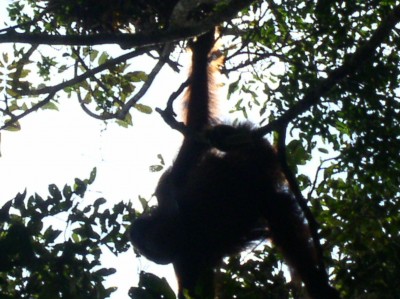 The actual orangutan that peed on me!