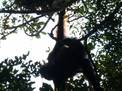 The actual orangutan that peed on me!