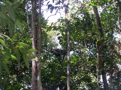 The orangutan nest we spotted.