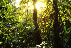 Rainforest in the morning