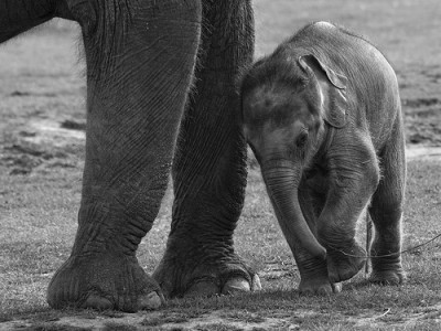 Baby Elephant | Credit: http://www.flickr.com/photos/wwarby