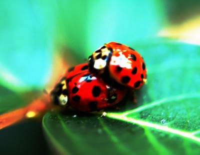 Ladybug Love | Credit: http://www.flickr.com/photos/cygnus921