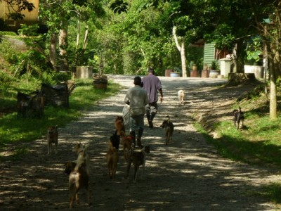 Walking The Dogs | Credit: Bentong Farm Sanctuary