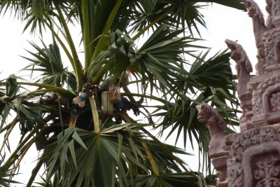 Palm into Palm Wine | Credit: June Rubis