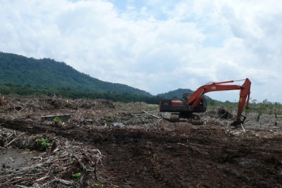 Birthing of an oil palm plantation | Credit: June Rubis