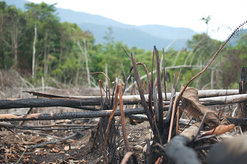 Stripped bare, Sarawak | source - http://bit.ly/jm0Znl