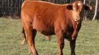 The Bull in NFC: ‘Gemas Gold’ as Expensive as Wagyu Beef! The Bull in NFC: ‘Gemas Gold’ as Expensive as Wagyu Beef!