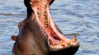 Save the hippos of Malaysia! Save the hippos of Malaysia!