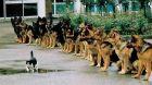 Courage Rises Up Again and Again Courage Rises Up Again and Again