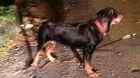 Dog Shot With Arrows — The Law Dog Shot With Arrows — The Law